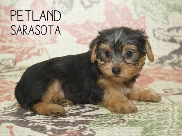 Shorkie-DOG-Male-BLACK TAN-24289-Dream Tails Sarasota, Florida