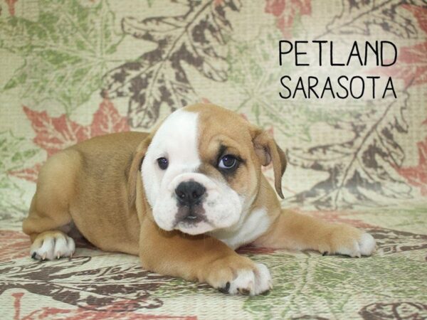 English Bulldog-DOG-Female-RD:WH MKGS-24307-Dream Tails Sarasota, Florida