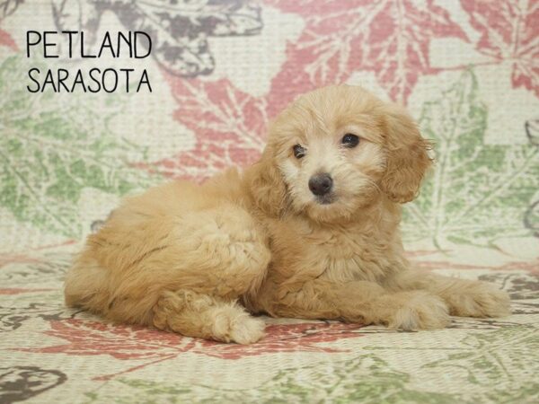 Miniature Goldendoodle 2nd Gen-DOG-Female-Golden-24313-Dream Tails Sarasota, Florida