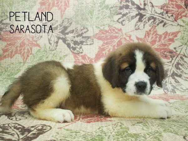 Saint Bernard-DOG-Male-Sable White-24315-Dream Tails Sarasota, Florida