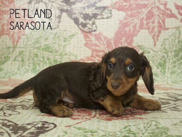 Dachshund-DOG-Male-CHOCOLATE-24320-Dream Tails Sarasota, Florida