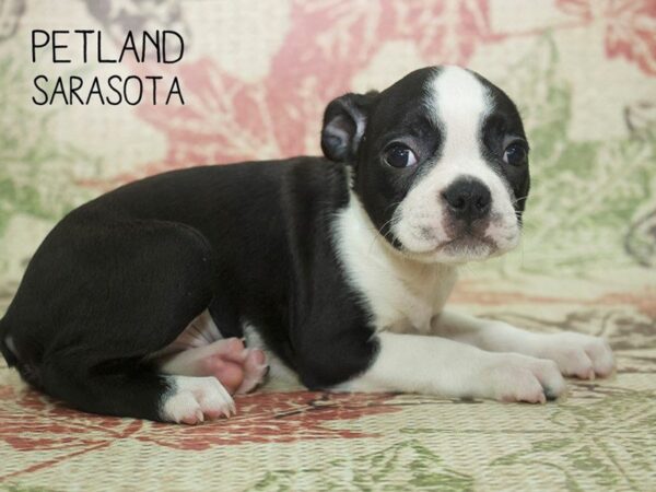 Boston Terrier-DOG-Male-BLACK WHITE-24322-Dream Tails Sarasota, Florida