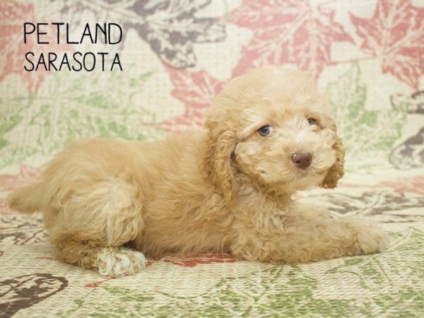 Cockapoo-DOG-Male-APRICOT-24327-Dream Tails Sarasota, Florida