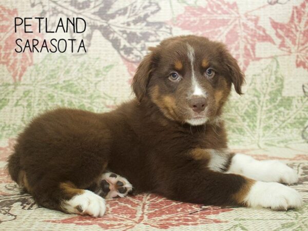 Australian Shepherd-DOG-Male-Red-24329-Dream Tails Sarasota, Florida