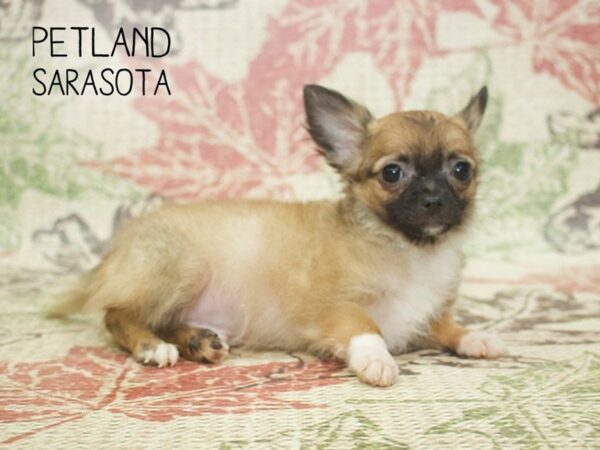 Chihuahua-DOG-Male-Fawn-24330-Dream Tails Sarasota, Florida