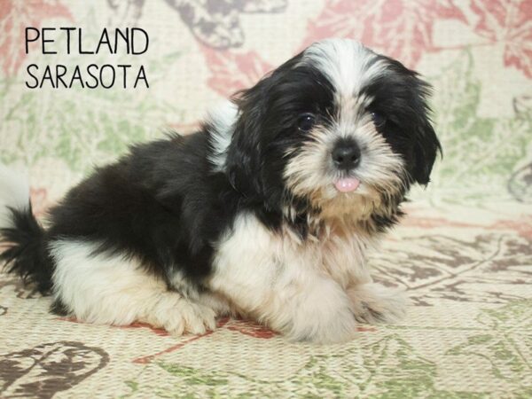 Shih Tzu-DOG-Male-White / Black-24333-Dream Tails Sarasota, Florida