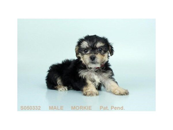 Morkie-DOG-Male-Black and Tan-24340-Dream Tails Sarasota, Florida