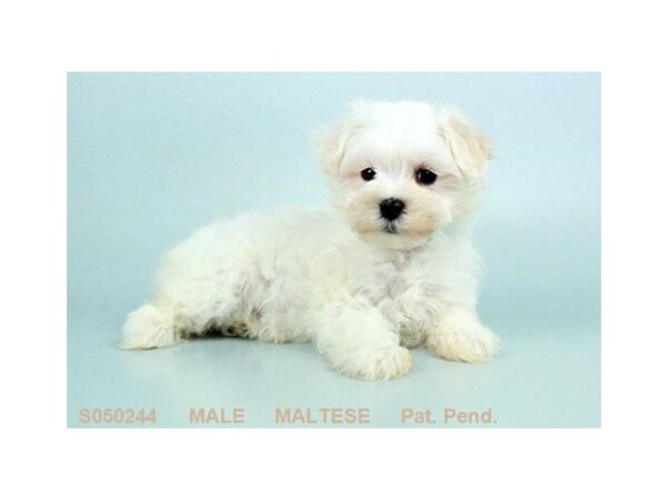 Maltese-DOG-Male-White-24339-Dream Tails Sarasota, Florida