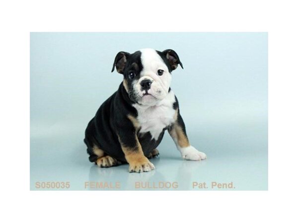 English Bulldog-DOG-Female-Black Fawn-24337-Dream Tails Sarasota, Florida
