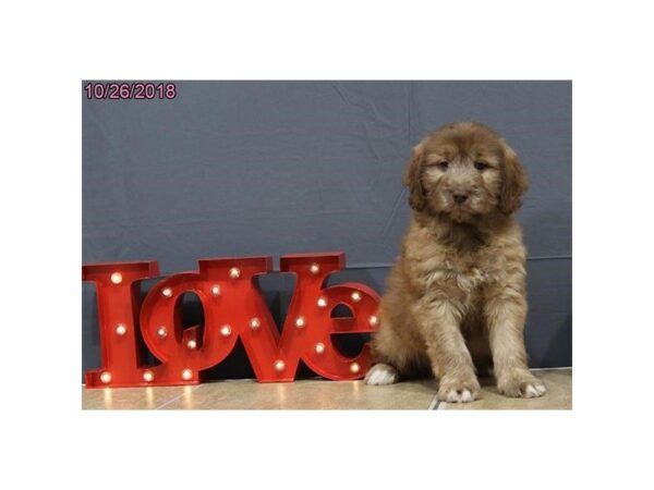 Goldendoodle-DOG-Male-Sable-24358-Dream Tails Sarasota, Florida