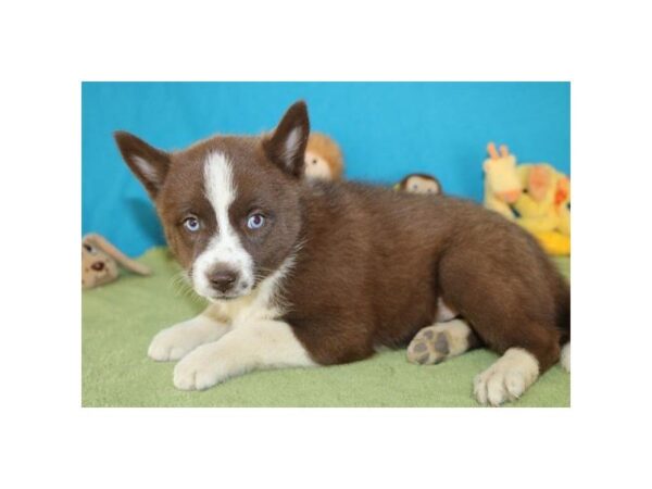 Pomsky-DOG-Female-chlt-24357-Dream Tails Sarasota, Florida