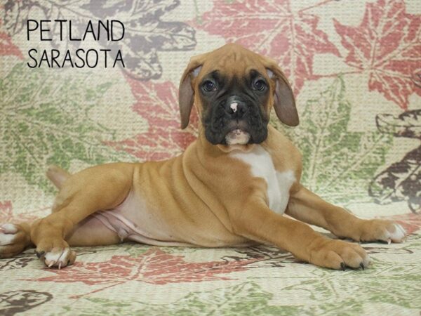 Boxer-DOG-Male-Fawn / White-24341-Dream Tails Sarasota, Florida