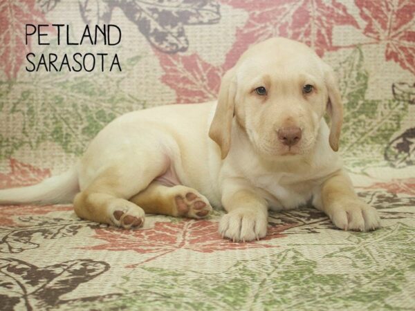 Labrador Retriever-DOG-Male-YELLOW-24342-Dream Tails Sarasota, Florida