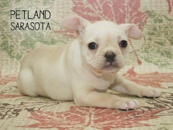 French Bulldog-DOG-Male-CREAM-24344-Dream Tails Sarasota, Florida