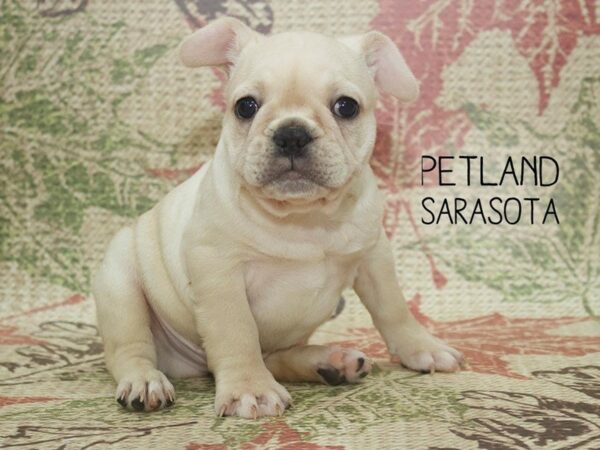French Bulldog-DOG-Male-CREAM-24345-Dream Tails Sarasota, Florida