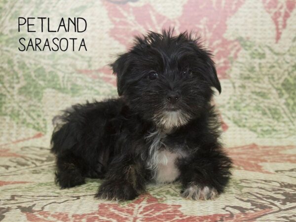 Morkie-DOG-Male-BLACK WHITE-24347-Dream Tails Sarasota, Florida