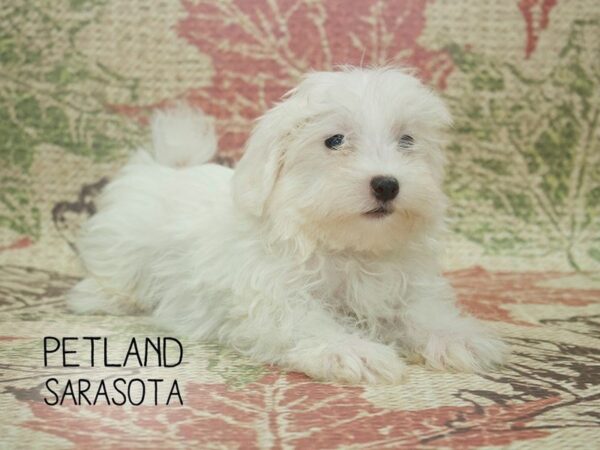 Maltese-DOG-Male-WHITE-24348-Dream Tails Sarasota, Florida