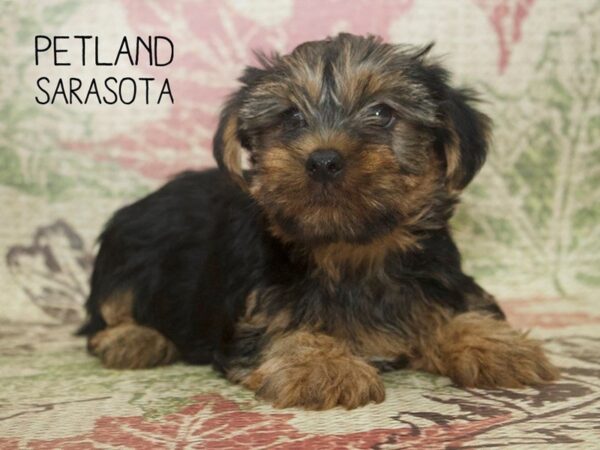 Yorkshire Terrier-DOG-Male-BLACK TAN-24349-Dream Tails Sarasota, Florida