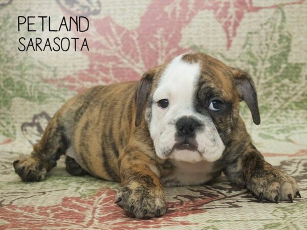 English Bulldog-DOG-Male-RD BRDL:WH MKGS-24350-Dream Tails Sarasota, Florida