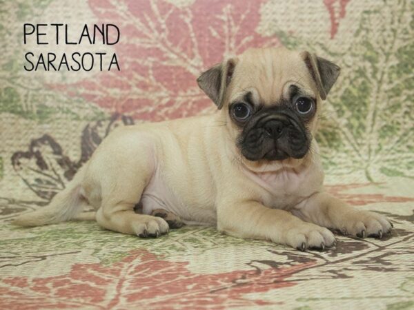 Pug-DOG-Male-FN-24351-Dream Tails Sarasota, Florida