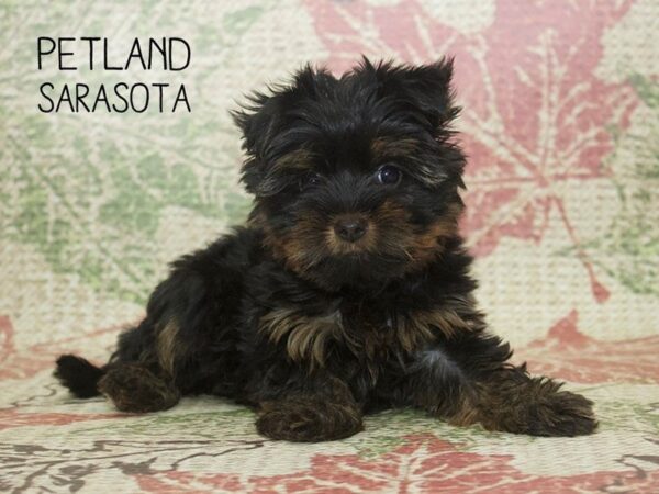 Biewer Terrier-DOG-Female-BLK & TN:PRTI-24352-Dream Tails Sarasota, Florida