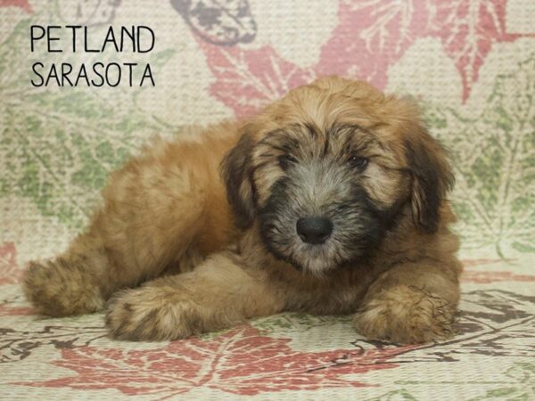 Soft Coated Wheaten Terrier-DOG-Male-Wheaten-24354-Dream Tails Sarasota, Florida
