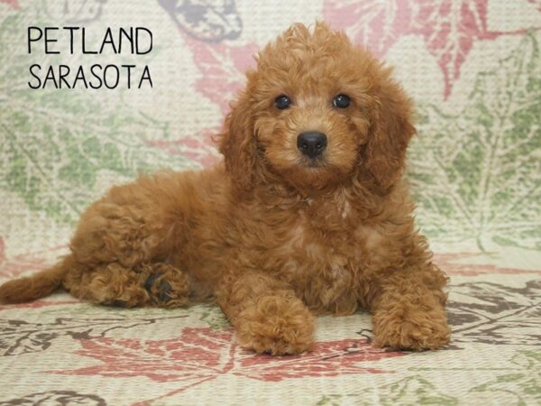 Miniature Goldendoodle-DOG-Female-Red-24355-Dream Tails Sarasota, Florida