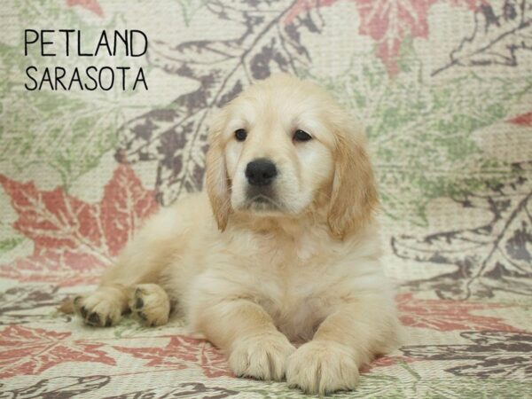 Golden Retriever-DOG-Female-Light Golden-24359-Dream Tails Sarasota, Florida