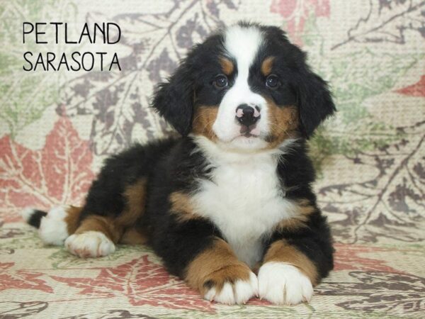 Bernese Mountain Dog-DOG-Male-Tri-24364-Dream Tails Sarasota, Florida