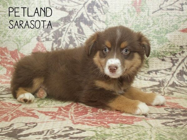 Australian Shepherd-DOG-Female-Brown-24367-Dream Tails Sarasota, Florida
