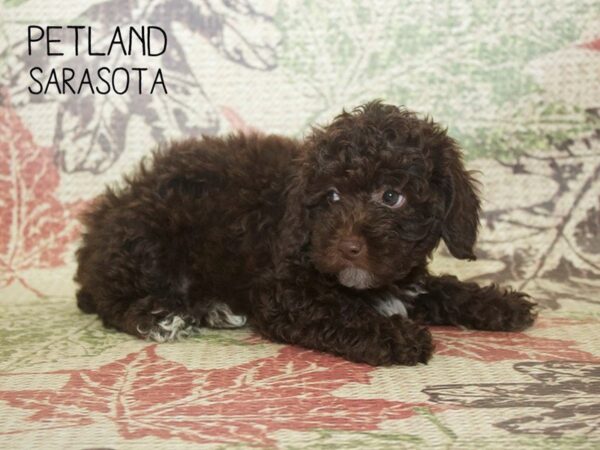 Poodle-DOG-Male-choc-24368-Dream Tails Sarasota, Florida