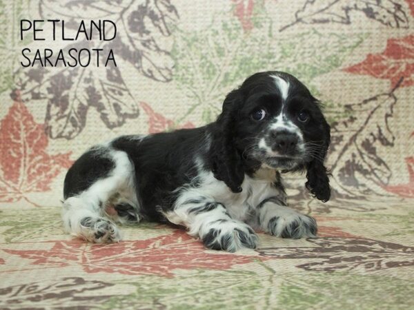 Cocker Spaniel-DOG-Male-Black & white-24369-Dream Tails Sarasota, Florida