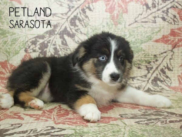 Australian Shepherd-DOG-Female-Black-24370-Dream Tails Sarasota, Florida