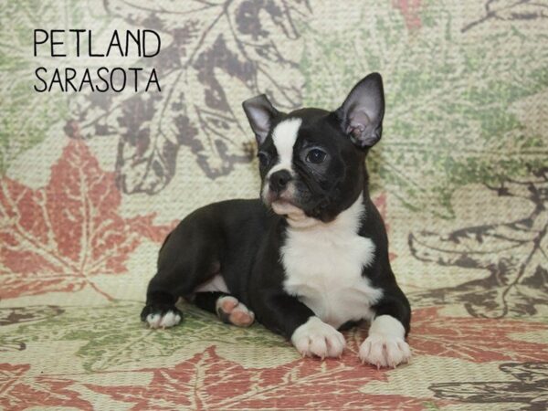 Boston Terrier-DOG-Female-Black / White-24372-Dream Tails Sarasota, Florida