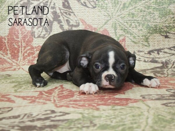Boston Terrier-DOG-Female-Brindle / White-24373-Dream Tails Sarasota, Florida