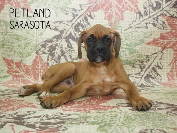 Boxer-DOG-Male-Fawn-24374-Dream Tails Sarasota, Florida