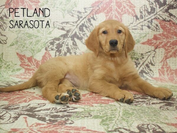 Golden Retriever-DOG-Female-Red-24375-Dream Tails Sarasota, Florida