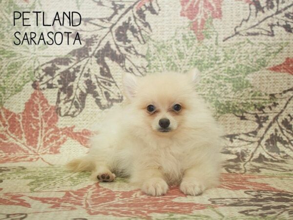 Pomeranian-DOG-Male-Cream-24377-Dream Tails Sarasota, Florida