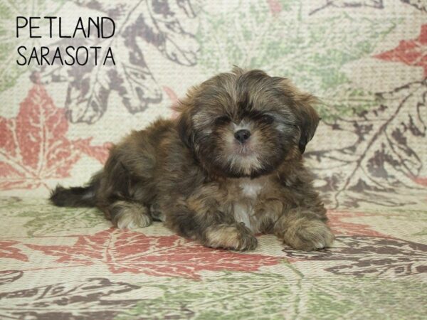 Shih Tzu-DOG-Female-Gold-24379-Dream Tails Sarasota, Florida
