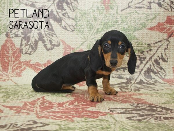 Dachshund-DOG-Female-Black / Tan-24380-Dream Tails Sarasota, Florida