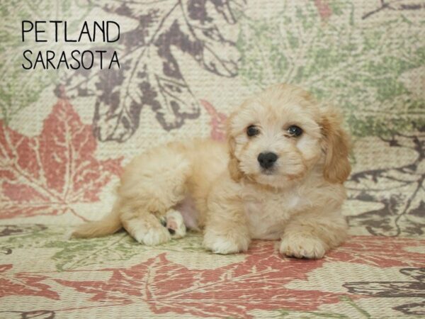 Cavachon-DOG-Male-Tan-24381-Dream Tails Sarasota, Florida