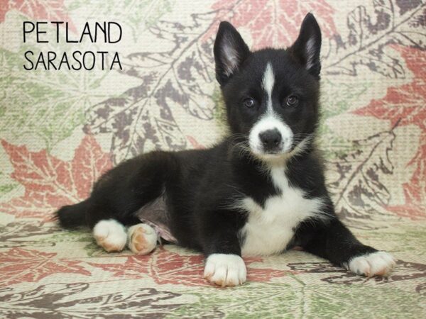 Pomsky-DOG-Male-blk-24383-Dream Tails Sarasota, Florida