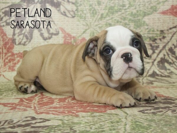English Bulldog-DOG-Female-FN:WH MKGS-24384-Dream Tails Sarasota, Florida