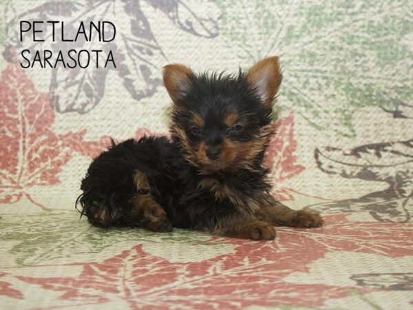Yorkshire Terrier-DOG-Male-BLK & TN-24386-Dream Tails Sarasota, Florida