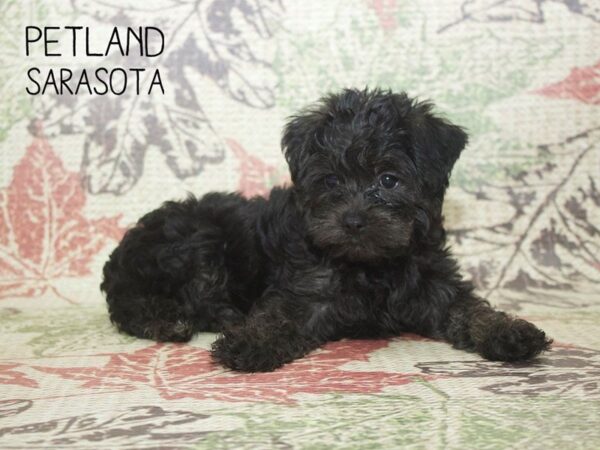 Yorkiepoo-DOG-Female-BLK-24387-Dream Tails Sarasota, Florida