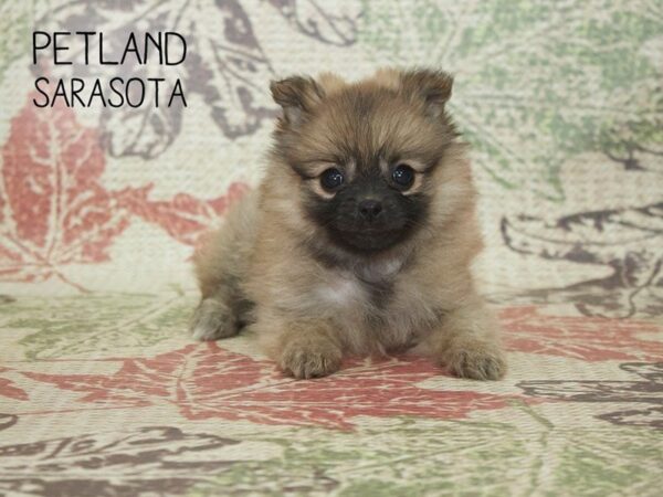 Pomeranian-DOG-Female-Sable-24388-Dream Tails Sarasota, Florida