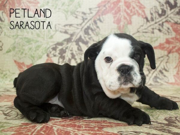 English Bulldog-DOG-Male-BLK:WH MKGS-24406-Dream Tails Sarasota, Florida