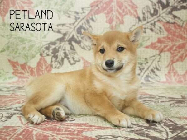 Shiba Inu-DOG-Female-rd-24405-Dream Tails Sarasota, Florida