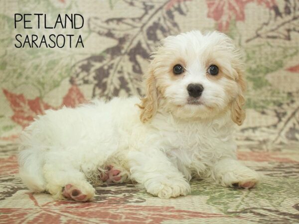 Cavachon-DOG-Male-White / Blenheim-24404-Dream Tails Sarasota, Florida