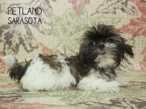 Shih Tzu-DOG-Female-Brindle / White-24403-Dream Tails Sarasota, Florida